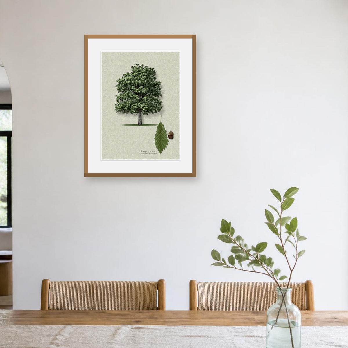 Chinquapin Oak botanical print by Robert O'Brien shown framed on a wall (frame not included)