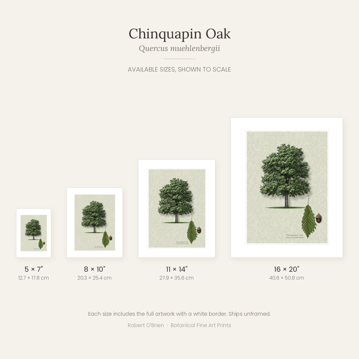 Chinquapin Oak print in 5x7, 8x10, 11x14 and 16x20 inch sizes, shown to scale
