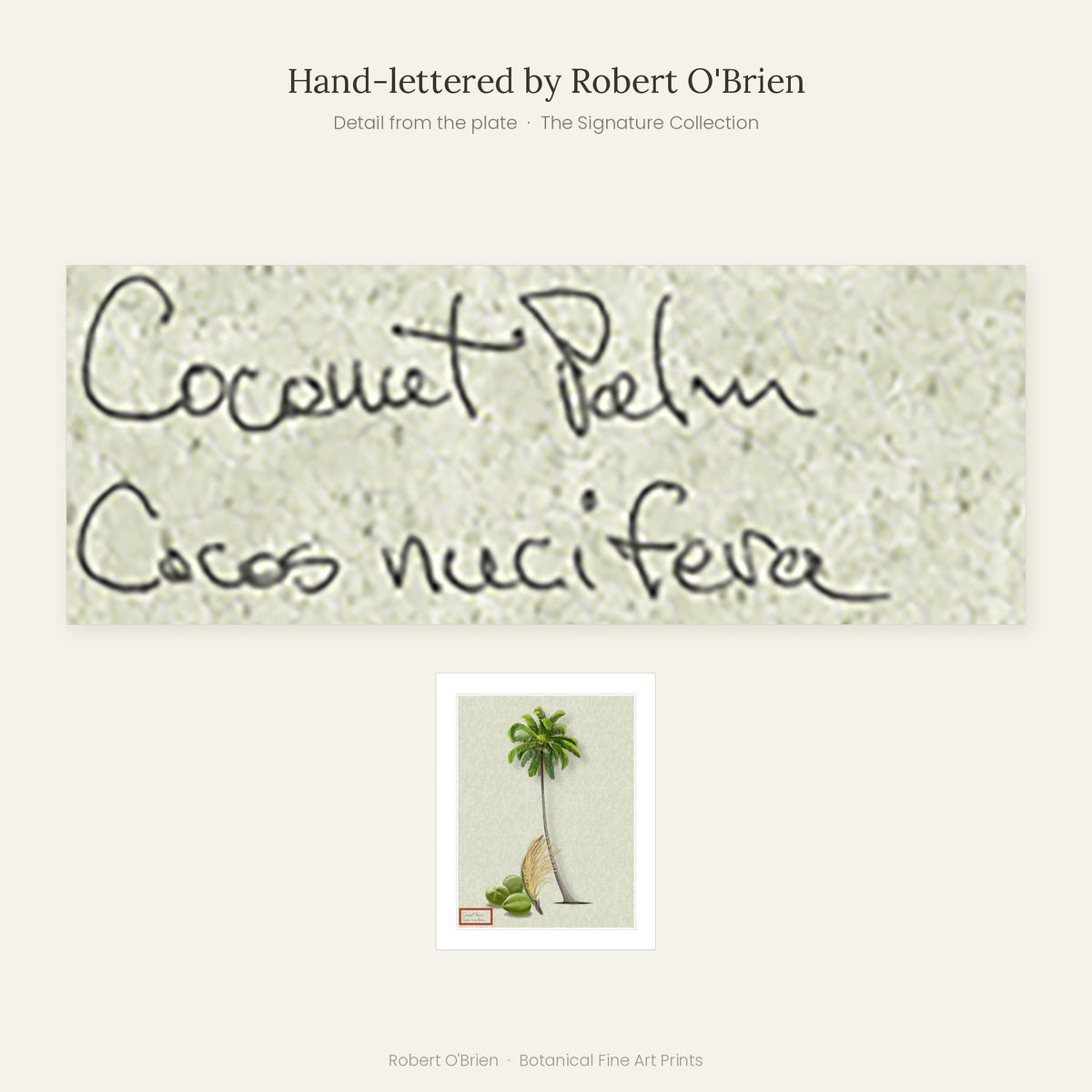 Close-up of Robert O'Brien's hand-lettering on the Coconut Palm plate