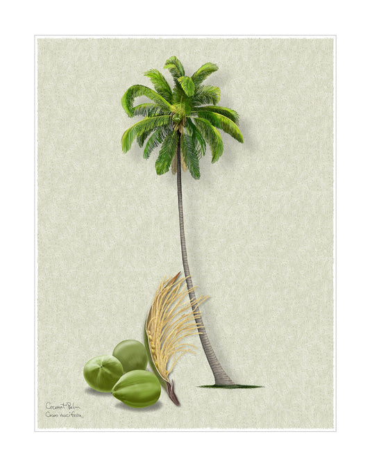 Coconut Palm Signature botanical print by Robert O'Brien