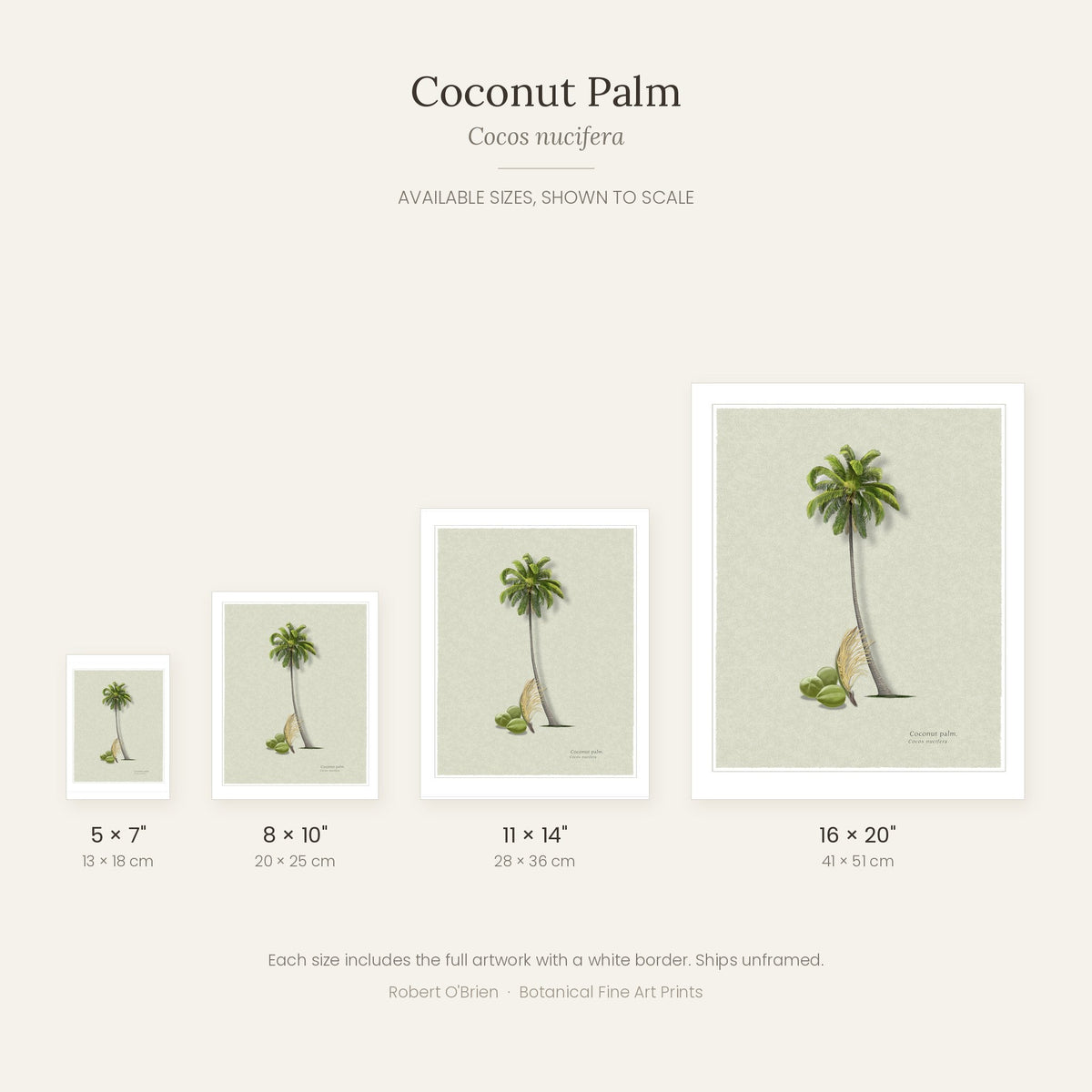 Coconut Palm print available sizes shown to scale