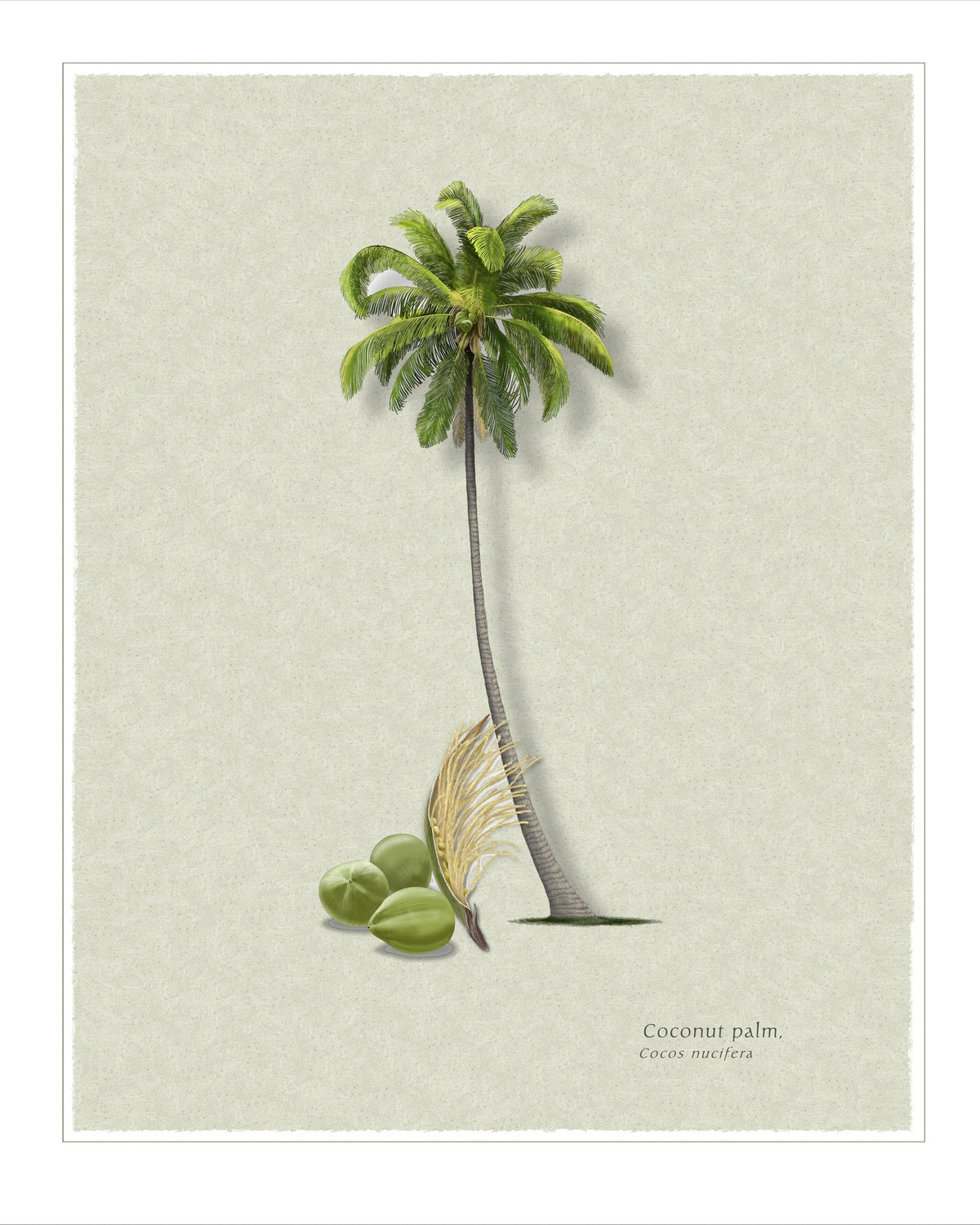 Coconut Palm botanical print by Robert O'Brien