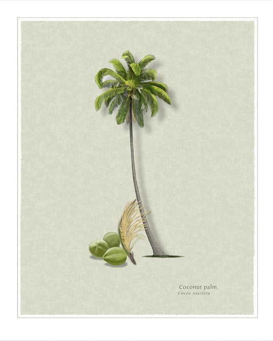 Coconut Palm botanical print by Robert O'Brien