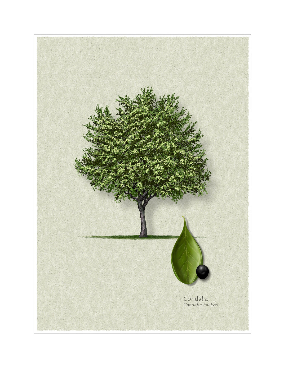 Brasil botanical illustration by Robert O'Brien