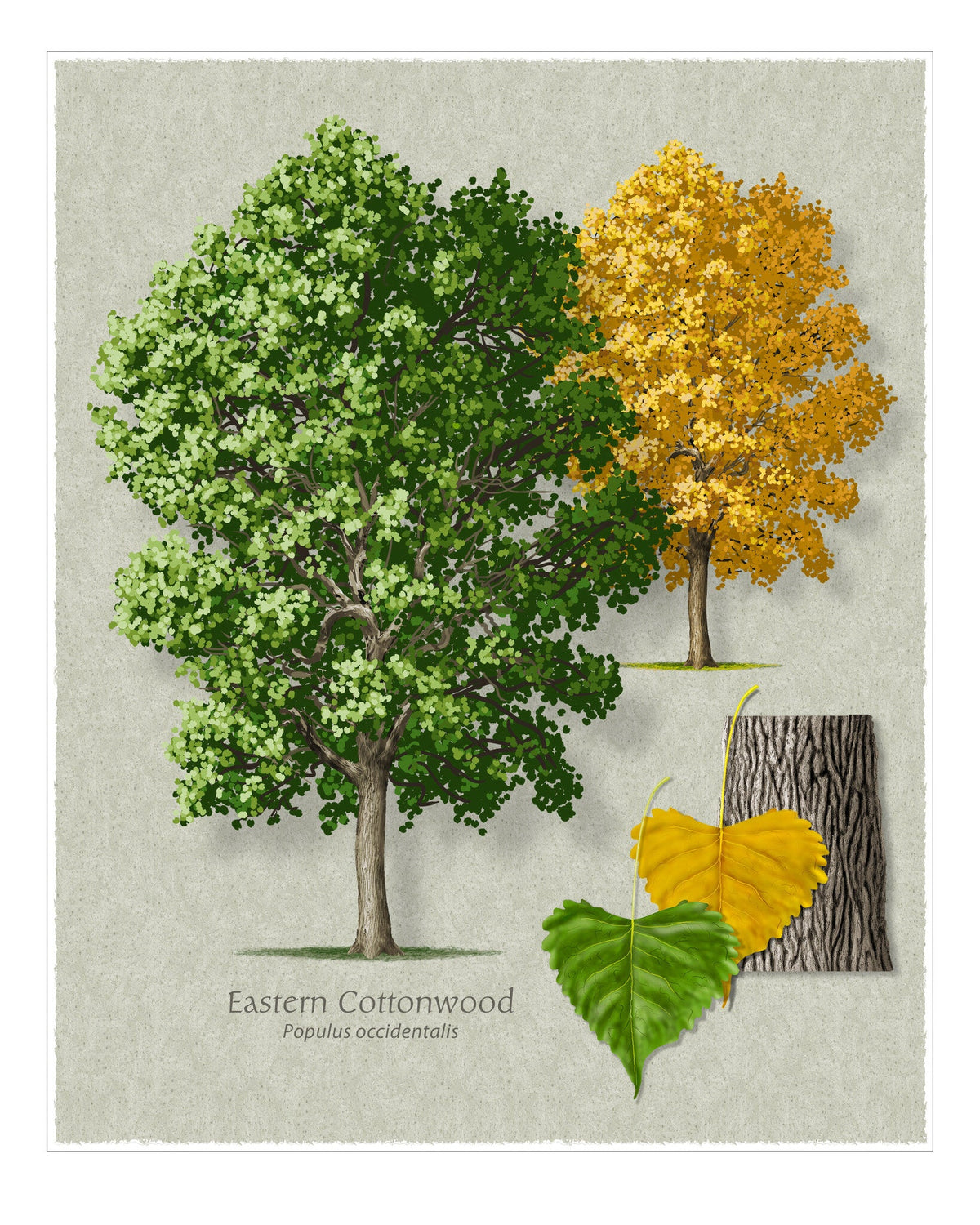 Eastern Cottonwood botanical illustration by Robert O'Brien