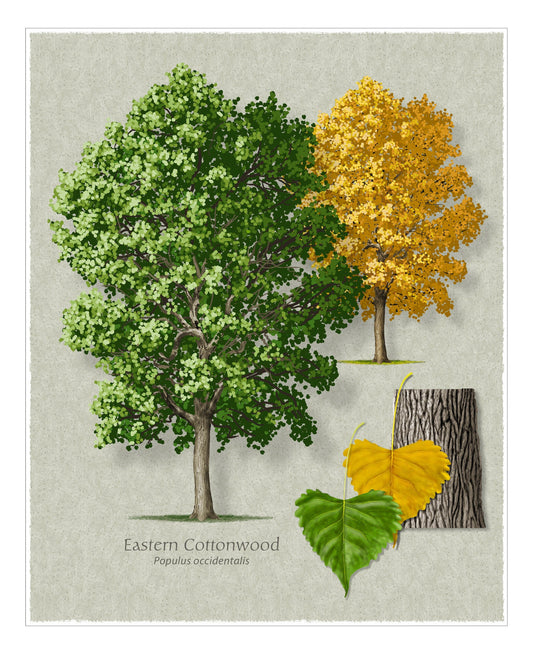 Eastern Cottonwood botanical illustration by Robert O'Brien