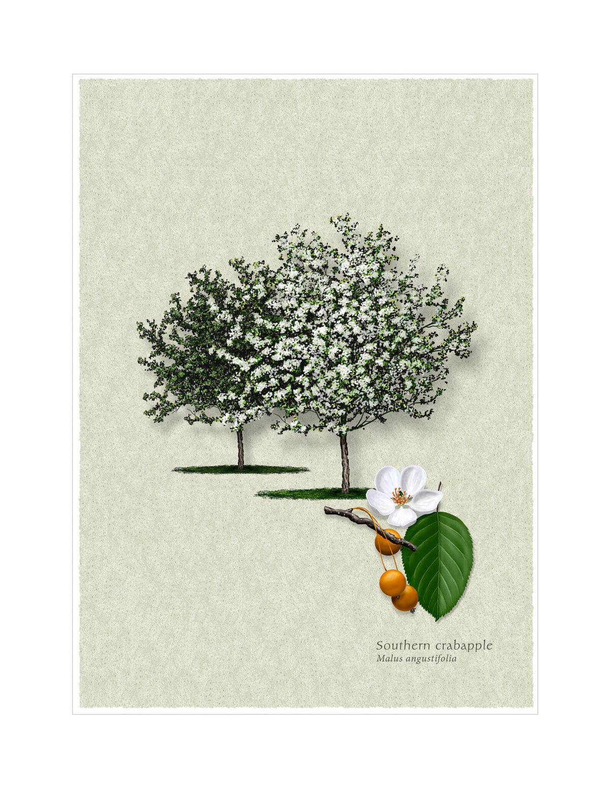 Southern Crabapple botanical illustration by Robert O'Brien