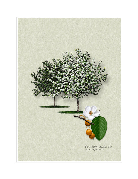 Southern Crabapple botanical illustration by Robert O'Brien