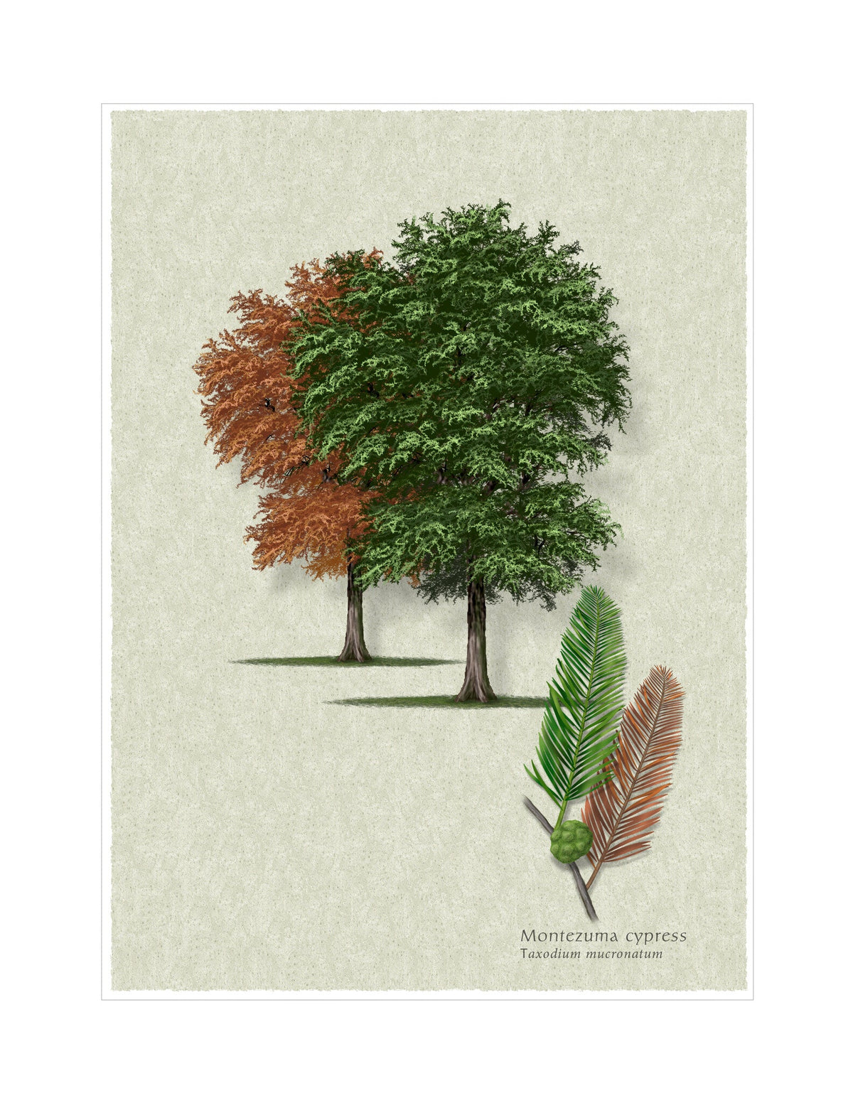 Montezuma Cypress botanical illustration by Robert O'Brien