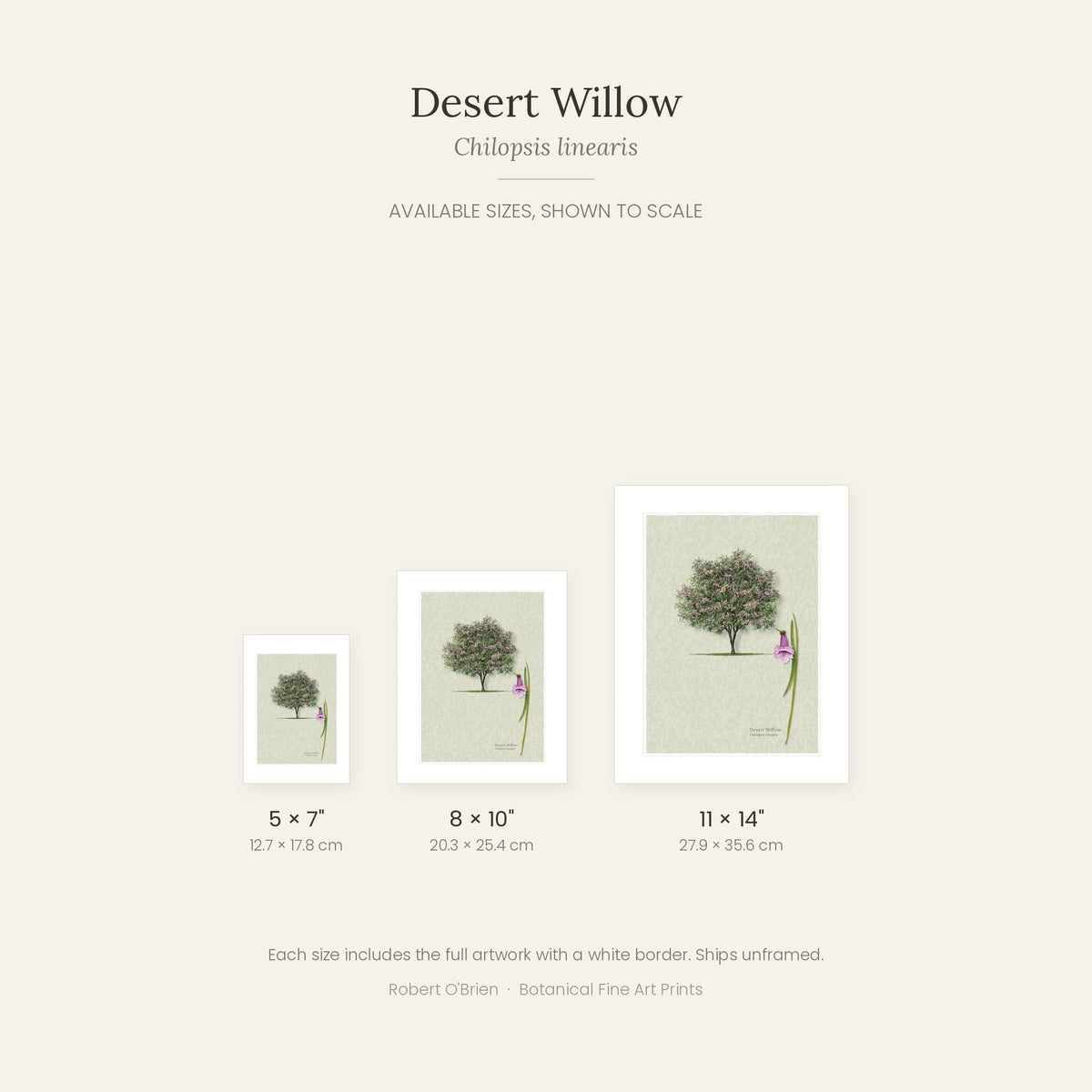Desert Willow print in 5x7, 8x10 and 11x14 inch sizes, shown to scale