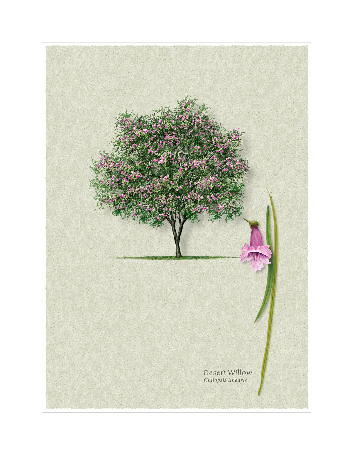 Desert Willow botanical illustration by Robert O'Brien