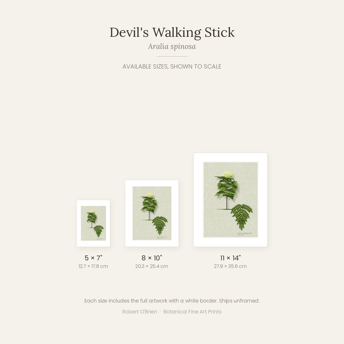 Devil's Walking Stick print in 5x7, 8x10 and 11x14 inch sizes, shown to scale