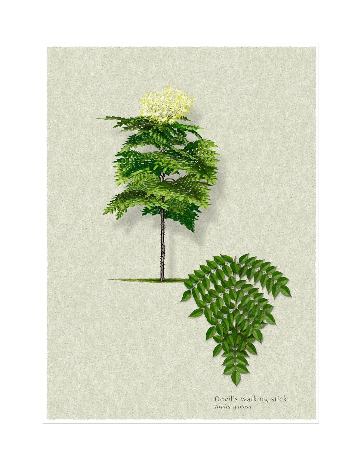 Devil's Walking Stick botanical illustration by Robert O'Brien