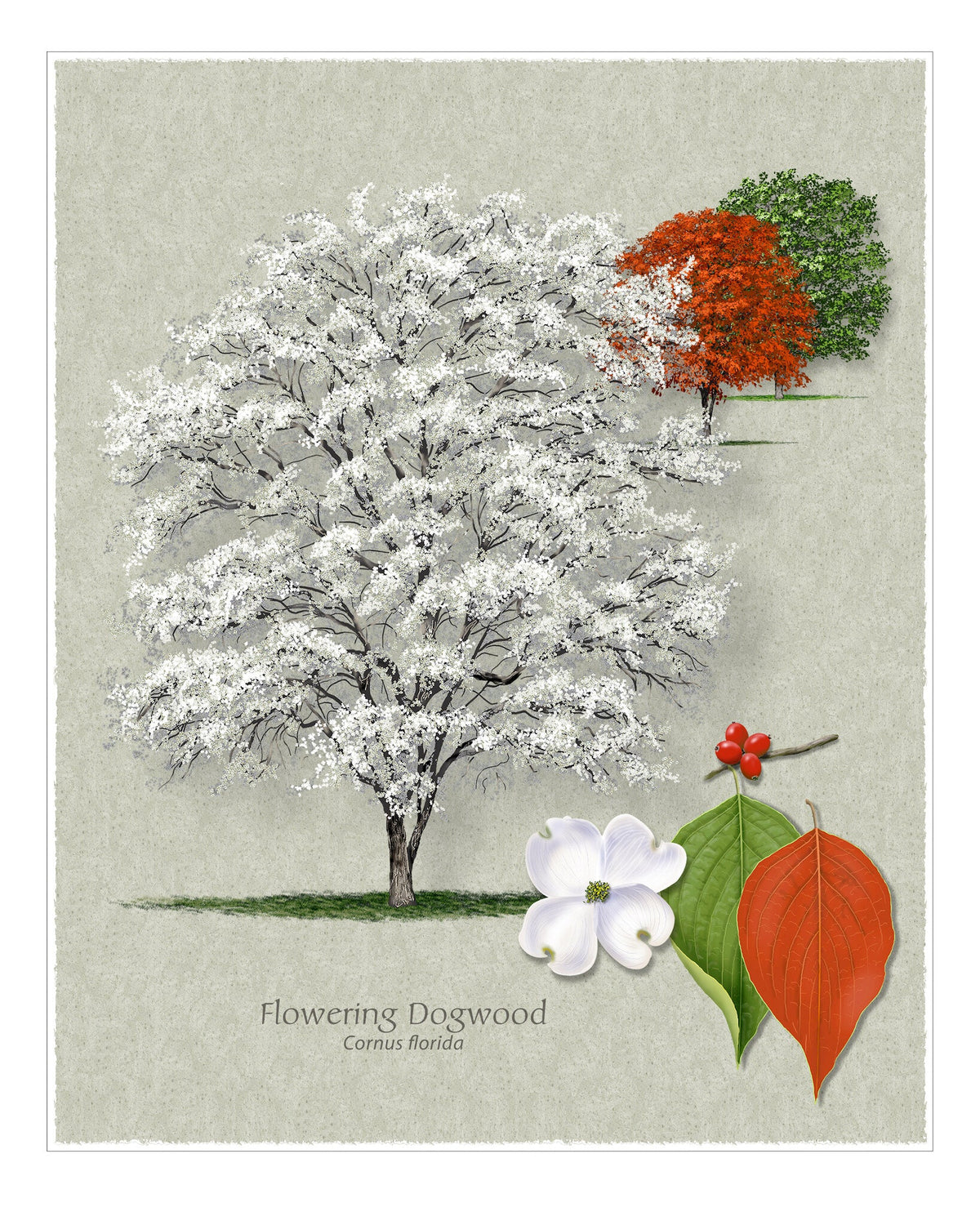 Flowering Dogwood botanical illustration by Robert O'Brien
