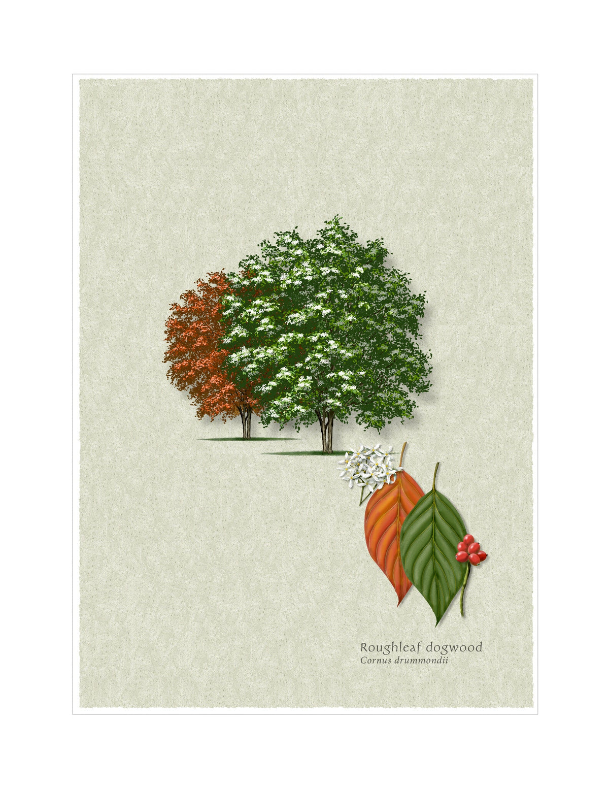 Roughleaf Dogwood botanical illustration by Robert O'Brien