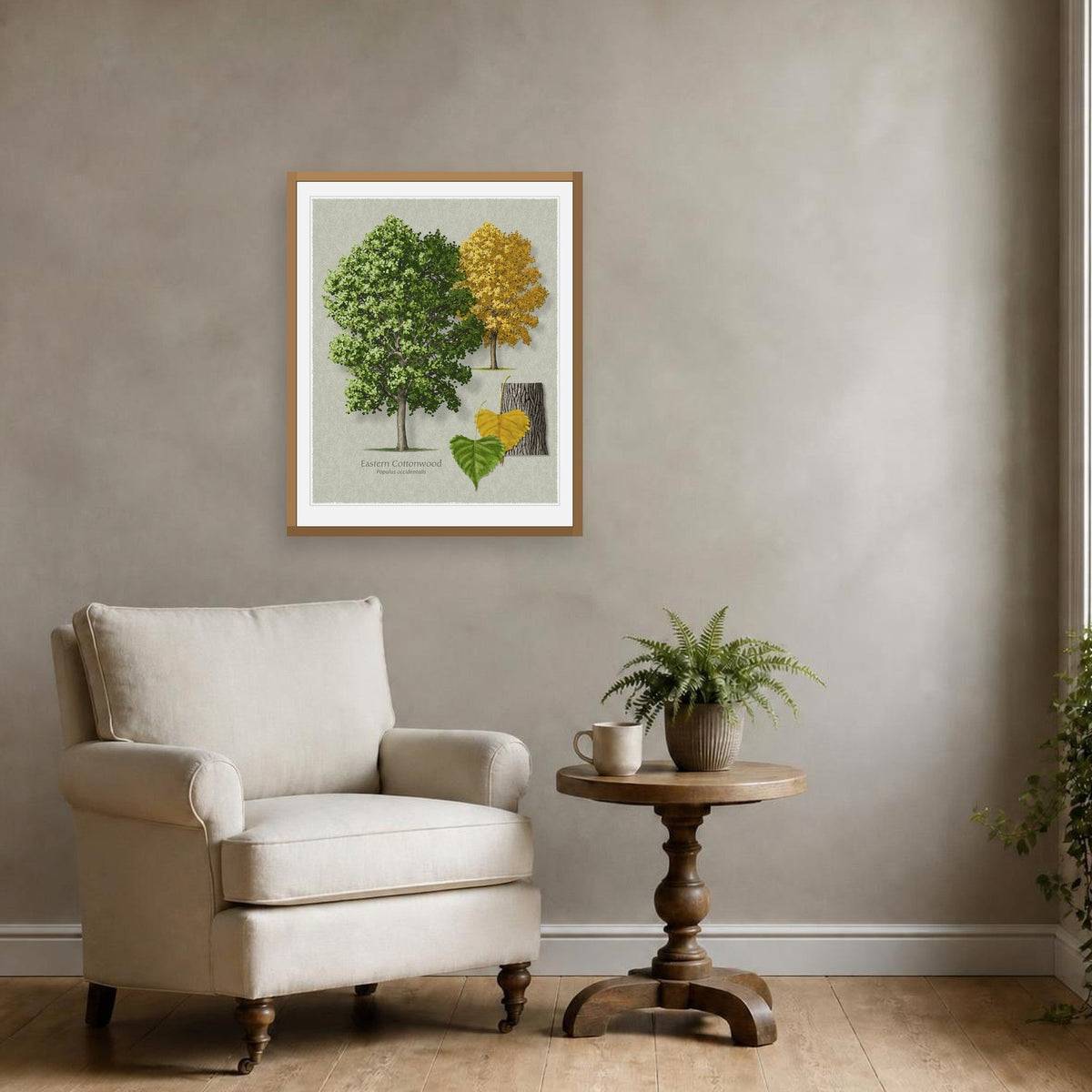 Eastern Cottonwood botanical print by Robert O'Brien shown framed on a wall (frame not included)