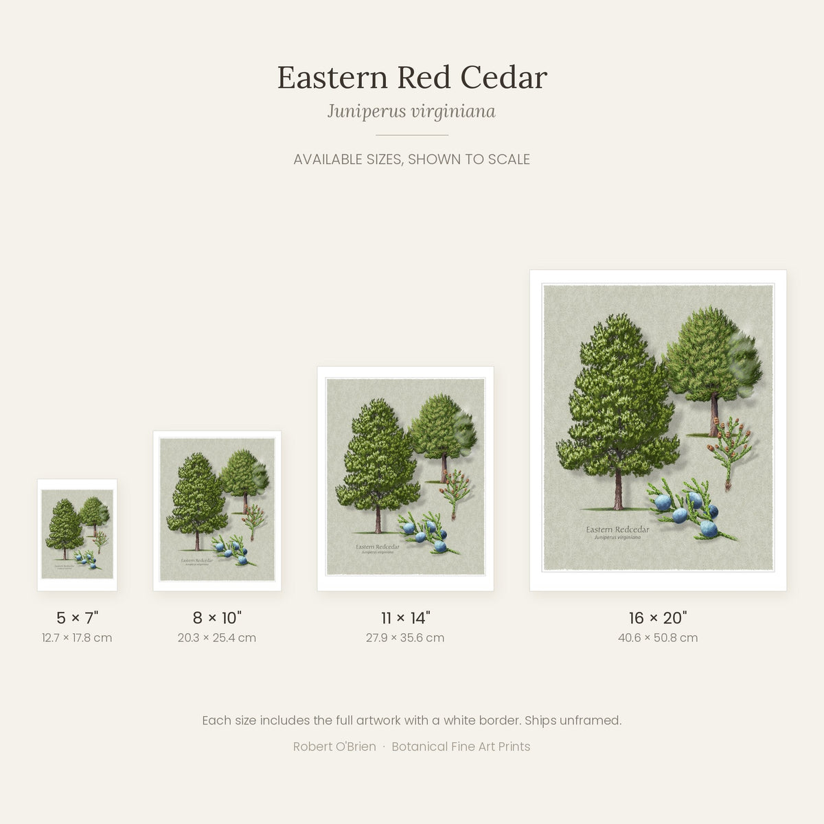 Eastern Red Cedar print in 5x7, 8x10, 11x14 and 16x20 inch sizes, shown to scale