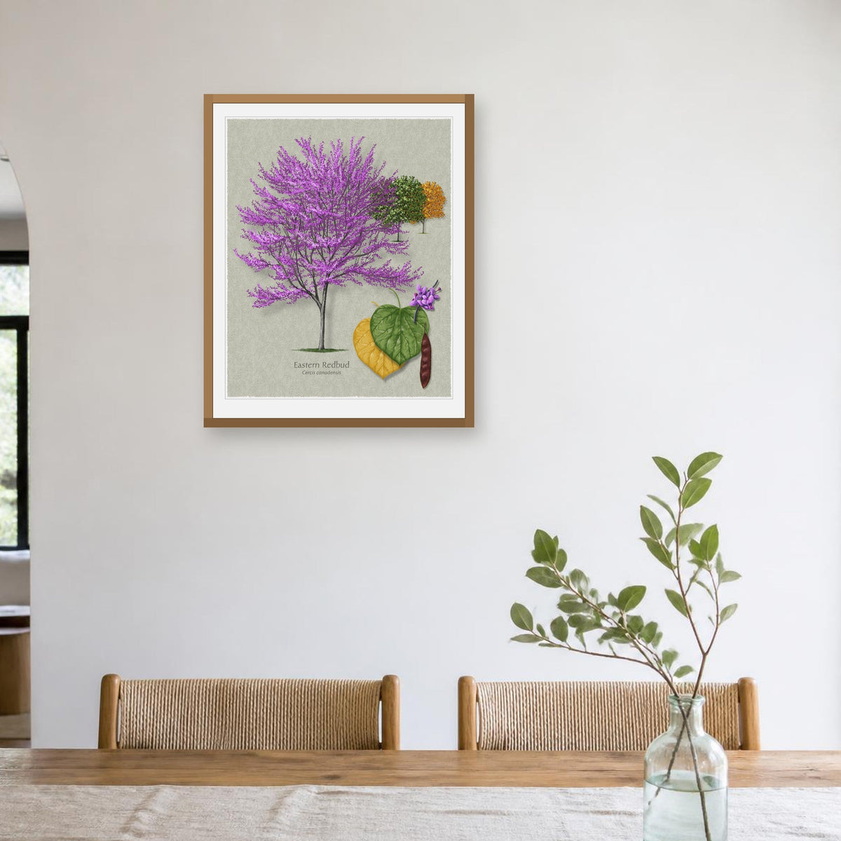 Eastern Redbud botanical print by Robert O'Brien shown framed on a wall (frame not included)