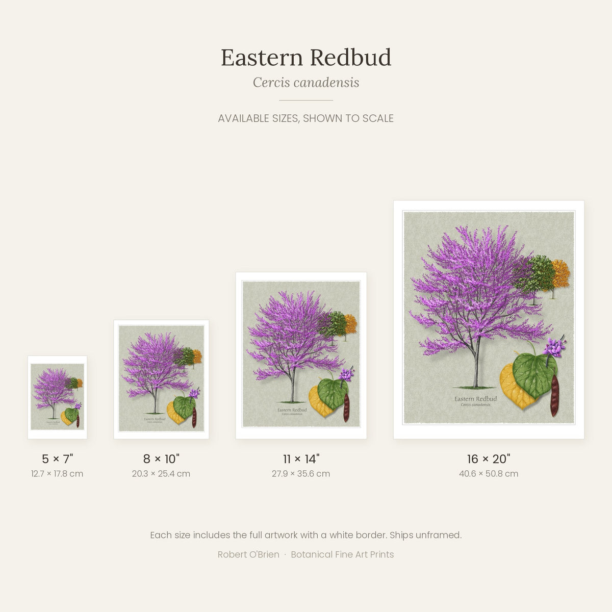 Eastern Redbud print in 5x7, 8x10, 11x14 and 16x20 inch sizes, shown to scale