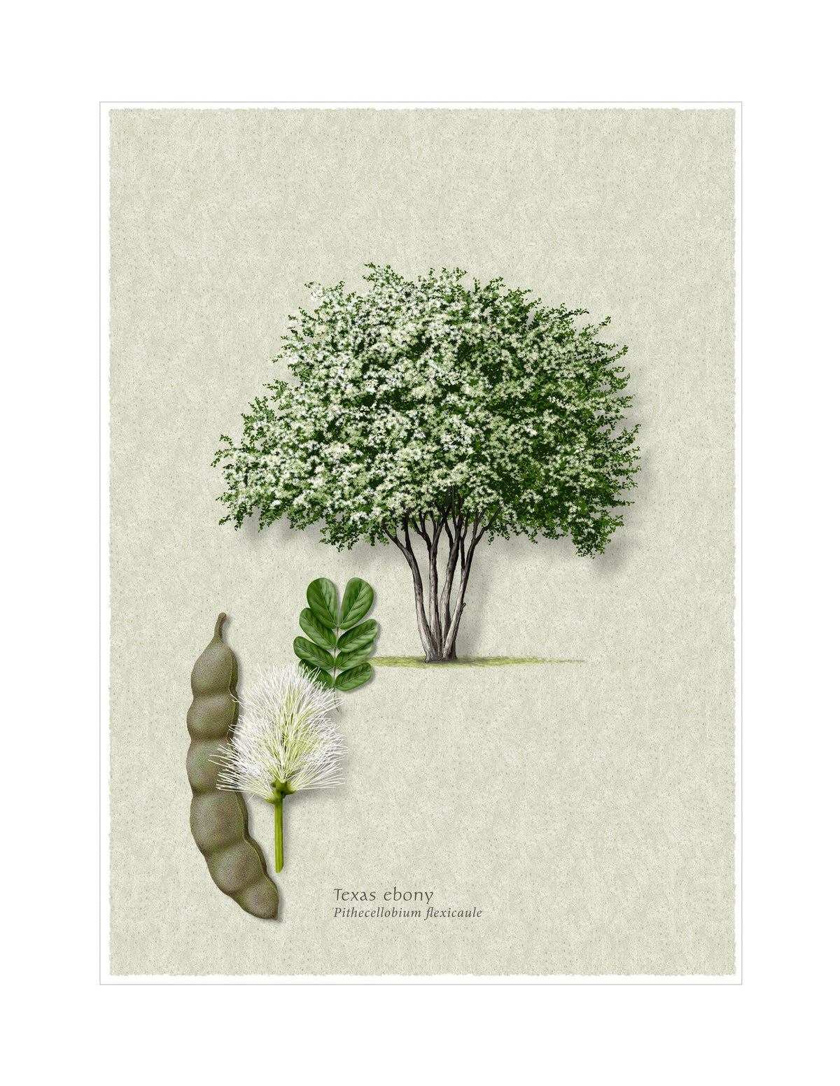 Texas Ebony botanical illustration by Robert O'Brien