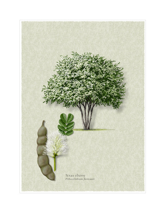 Texas Ebony botanical illustration by Robert O'Brien