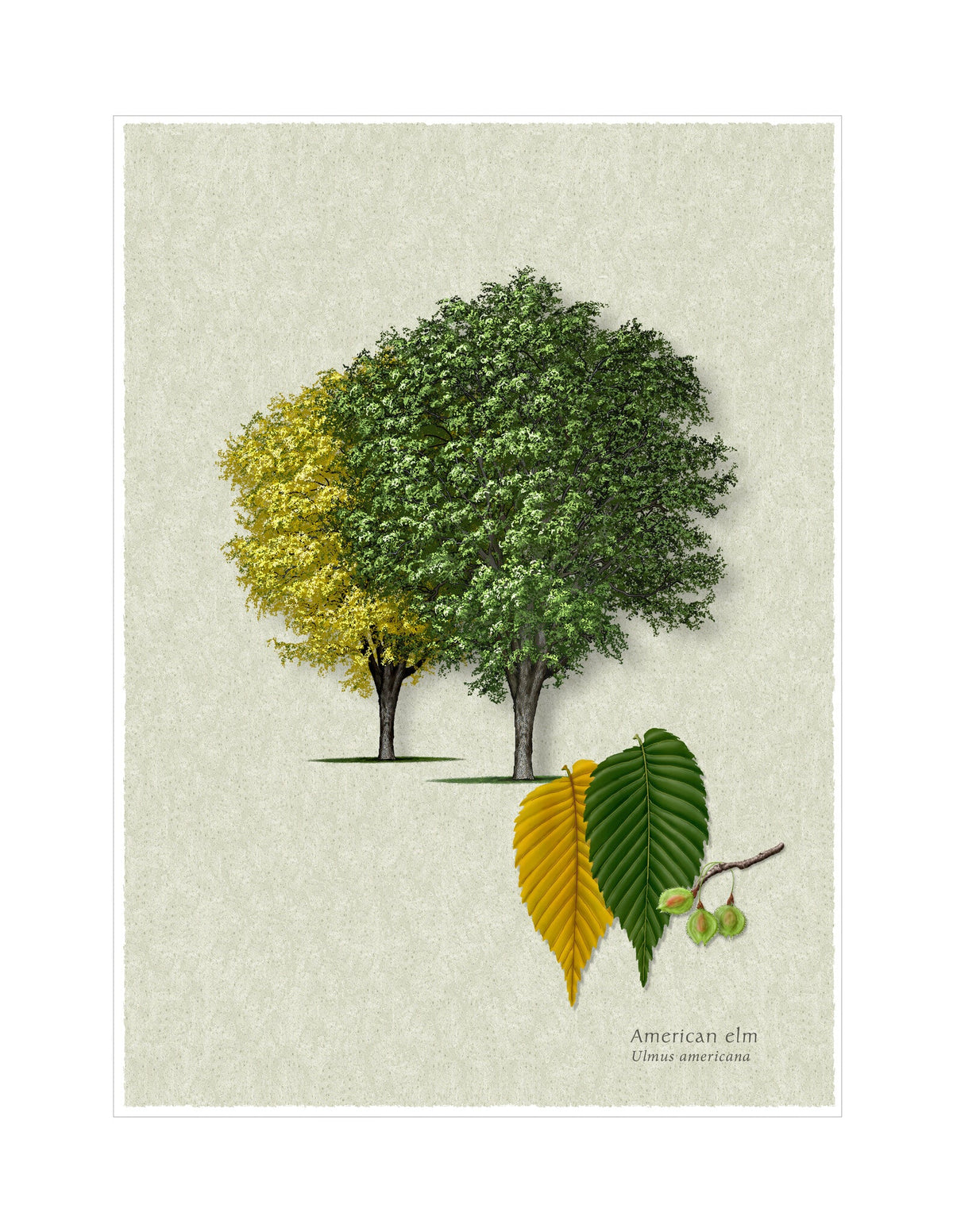 American Elm botanical illustration by Robert O'Brien