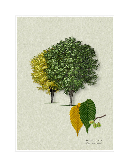 American Elm botanical illustration by Robert O'Brien