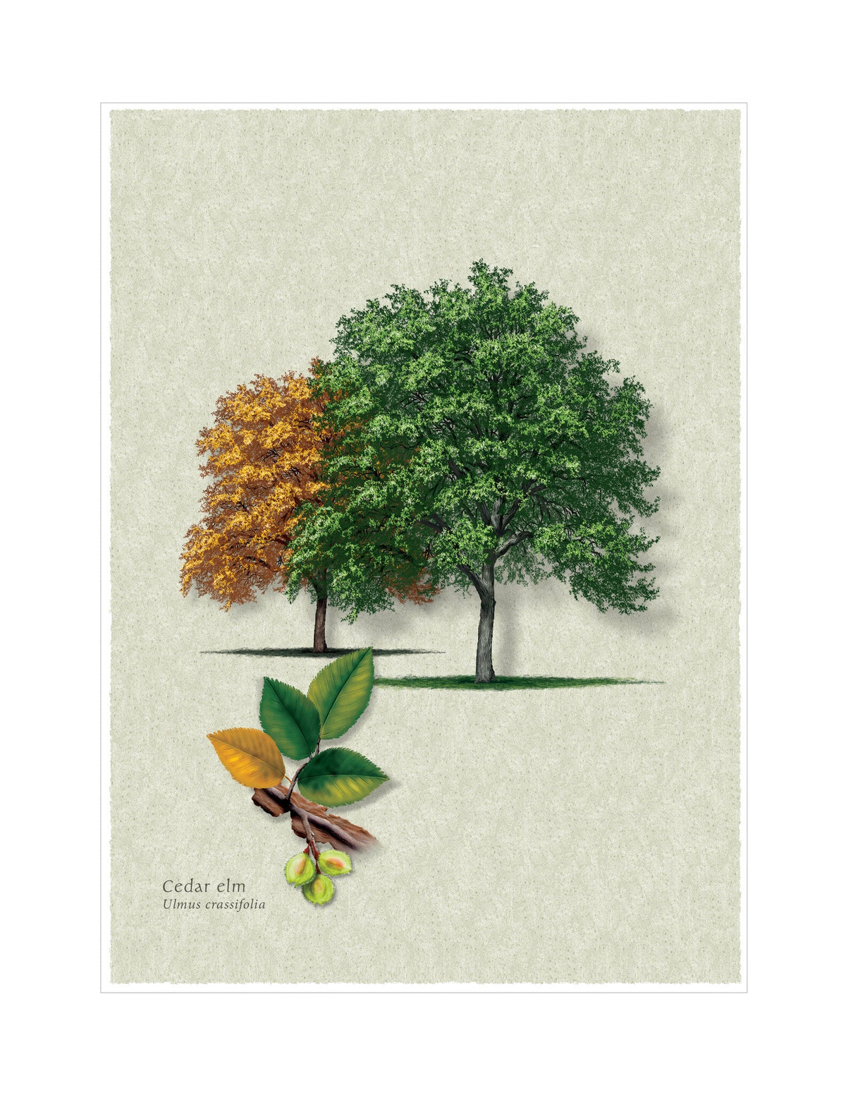 Cedar Elm botanical illustration by Robert O'Brien