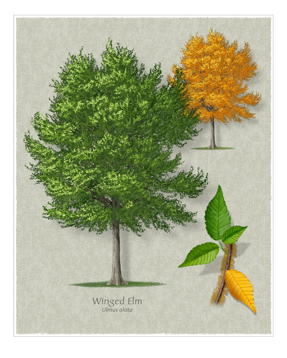 Winged Elm botanical illustration by Robert O'Brien