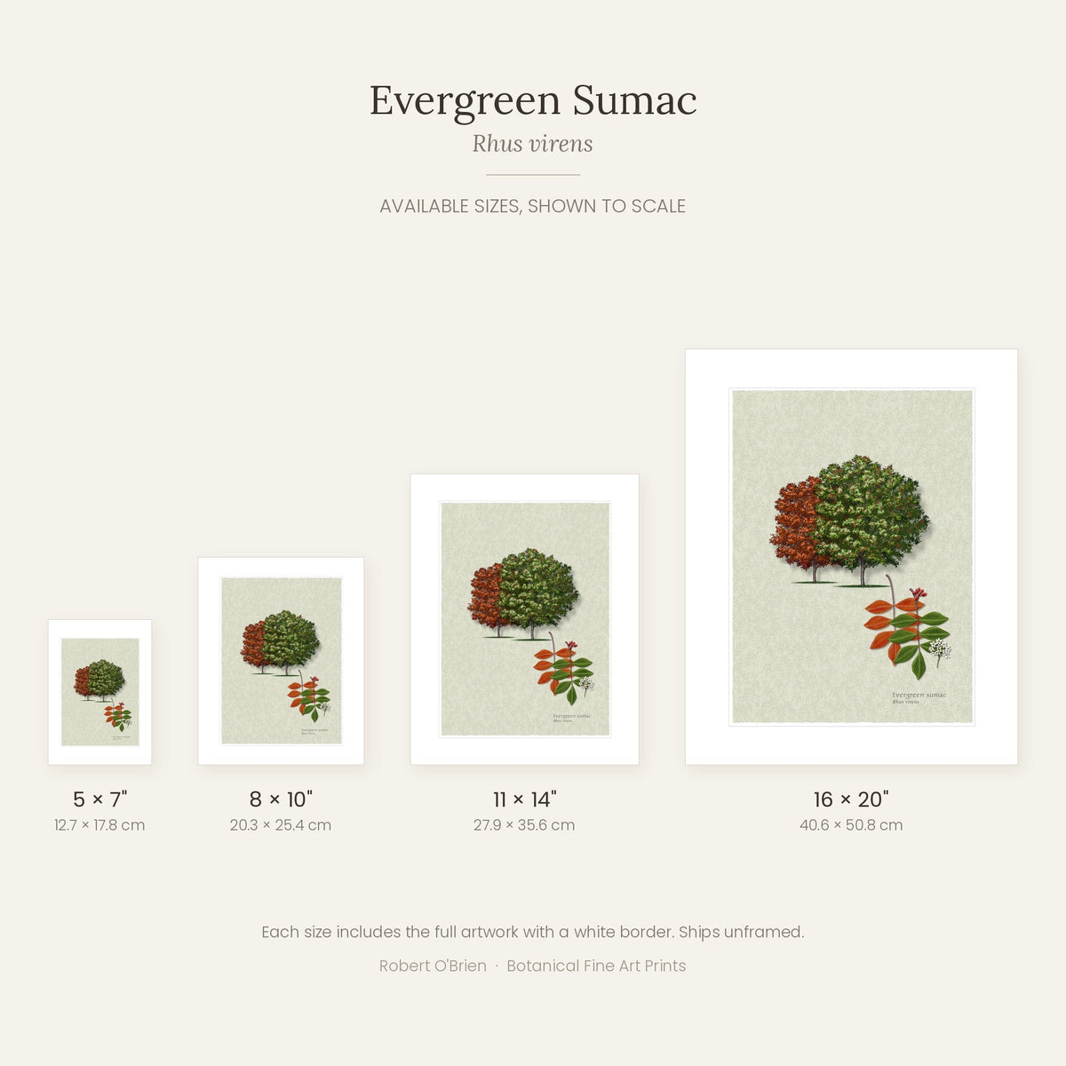 Evergreen Sumac print in 5x7, 8x10, 11x14 and 16x20 inch sizes, shown to scale