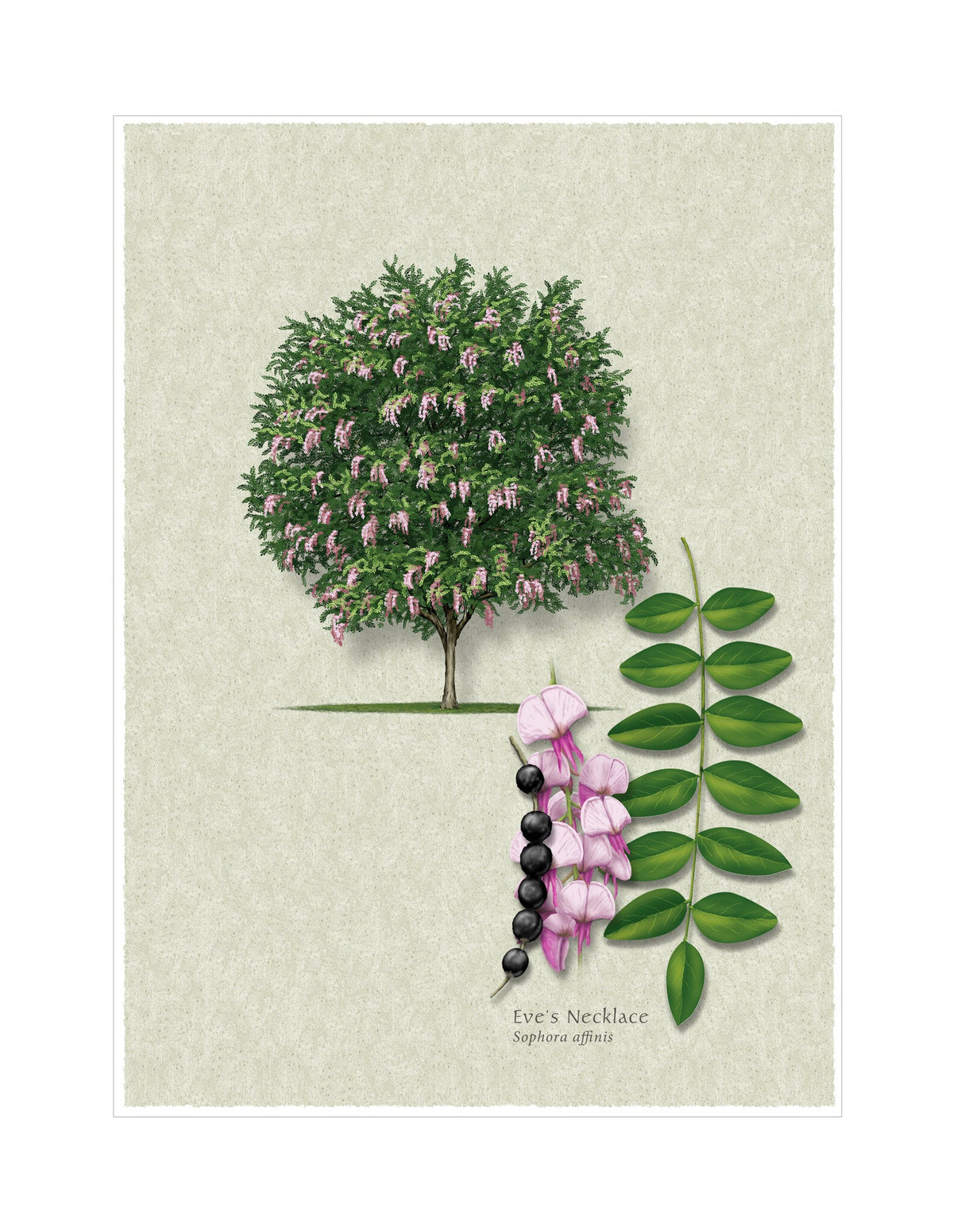 Eve's Necklace botanical illustration by Robert O'Brien