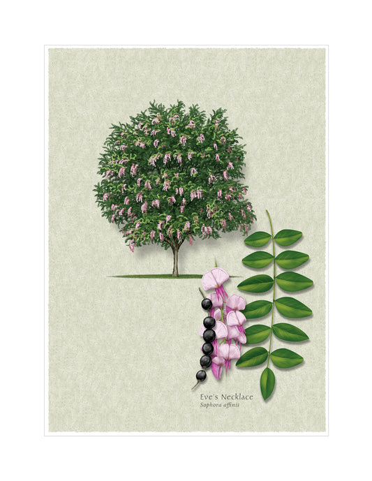 Eve's Necklace botanical illustration by Robert O'Brien