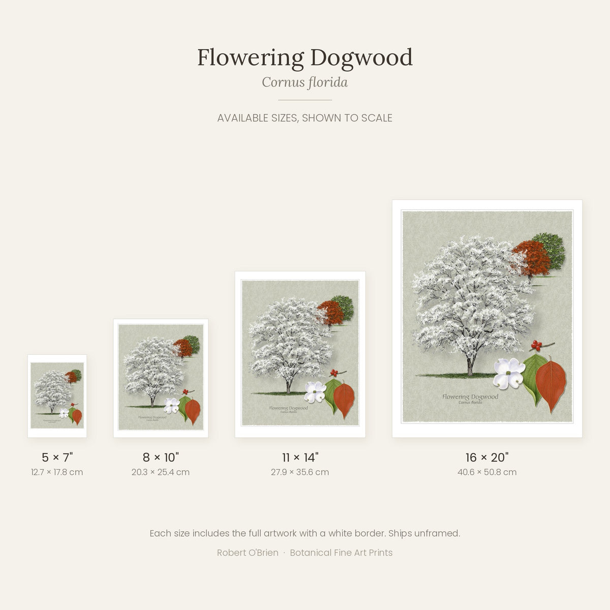 Flowering Dogwood print in 5x7, 8x10, 11x14 and 16x20 inch sizes, shown to scale