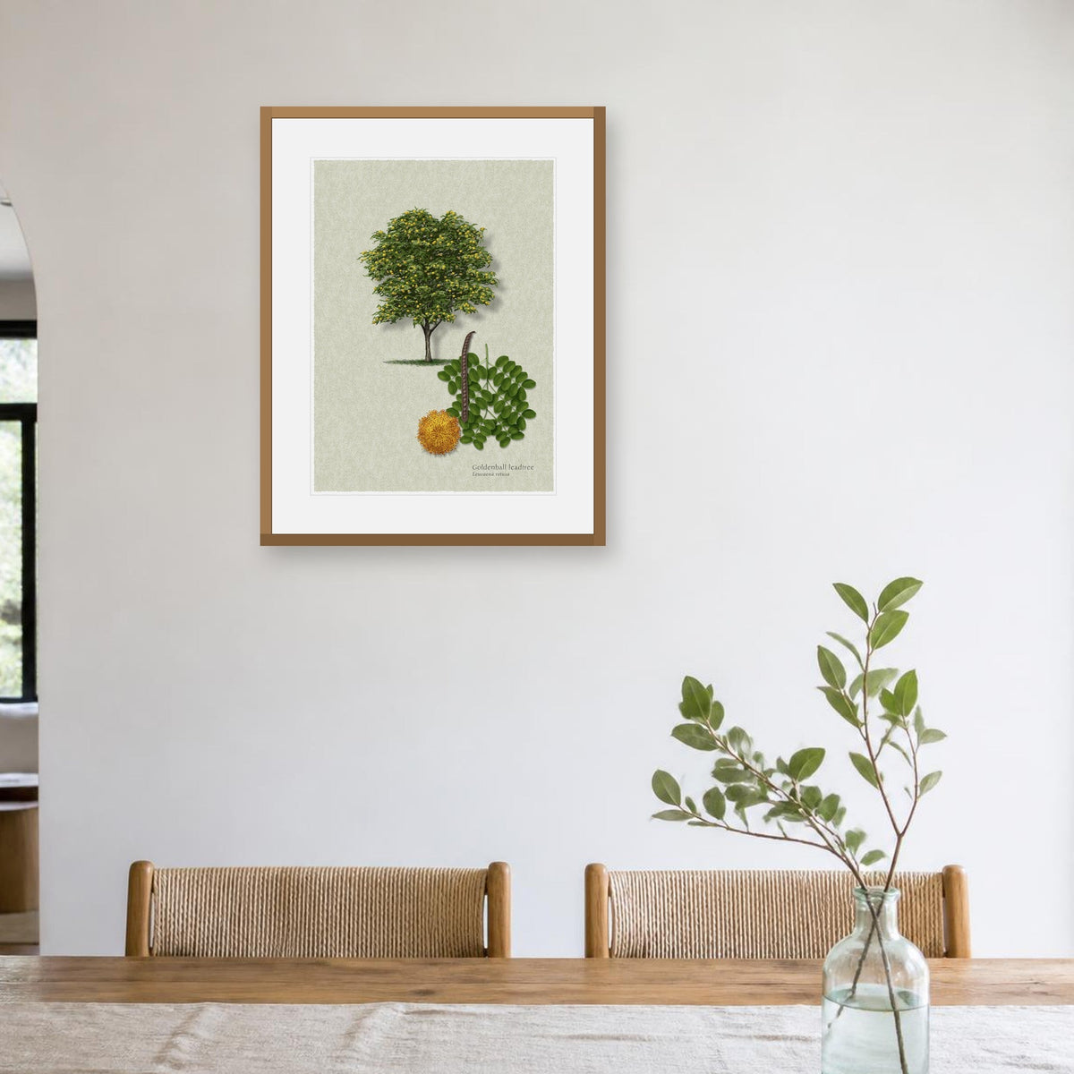 Goldenball Leadtree botanical print by Robert O'Brien shown framed on a wall (frame not included)