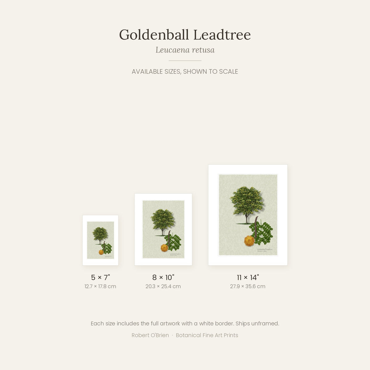 Goldenball Leadtree print in 5x7, 8x10 and 11x14 inch sizes, shown to scale