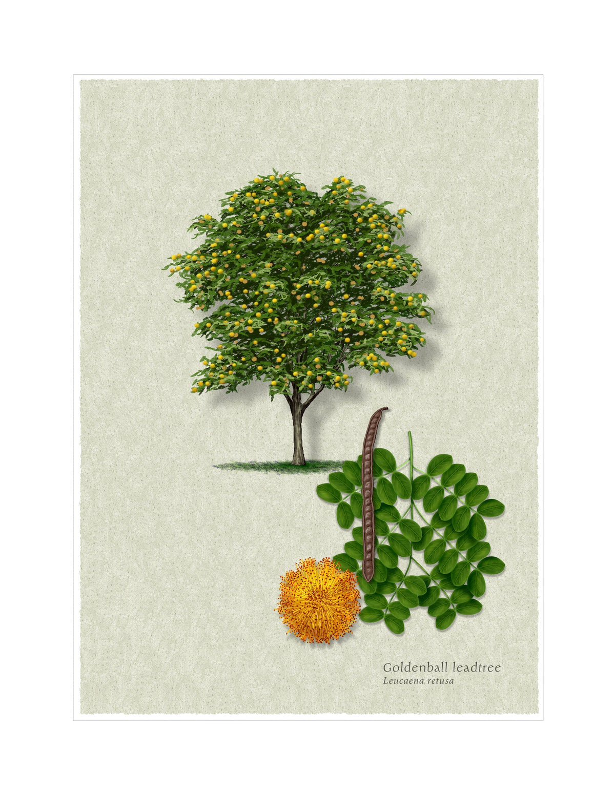 Goldenball Leadtree botanical illustration by Robert O'Brien