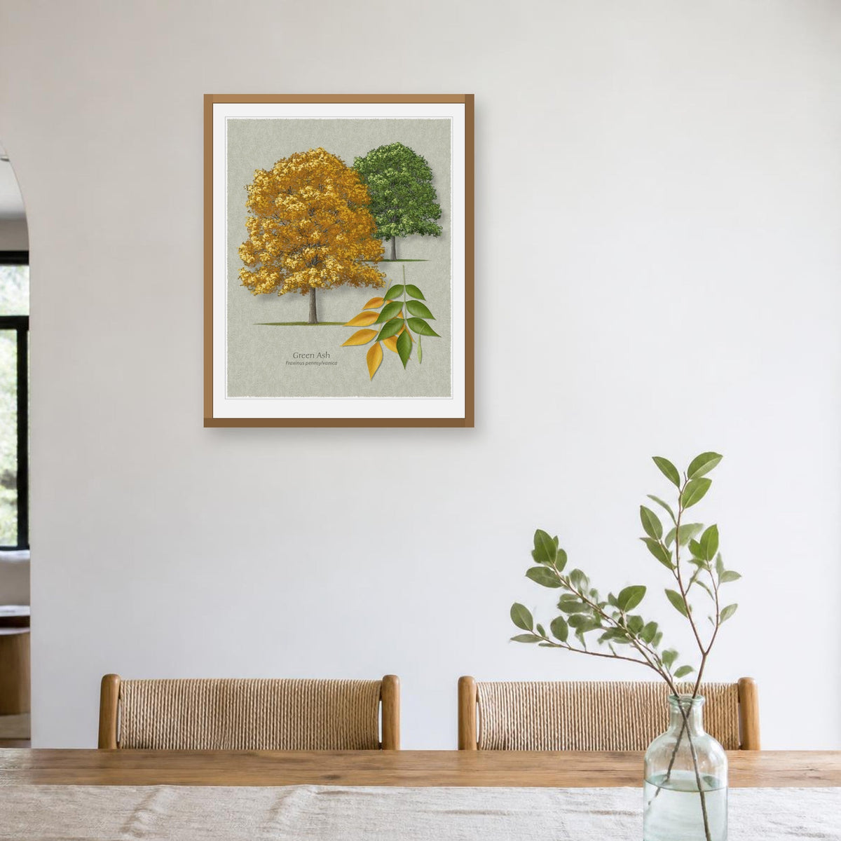 Green Ash botanical print by Robert O'Brien shown framed on a wall (frame not included)