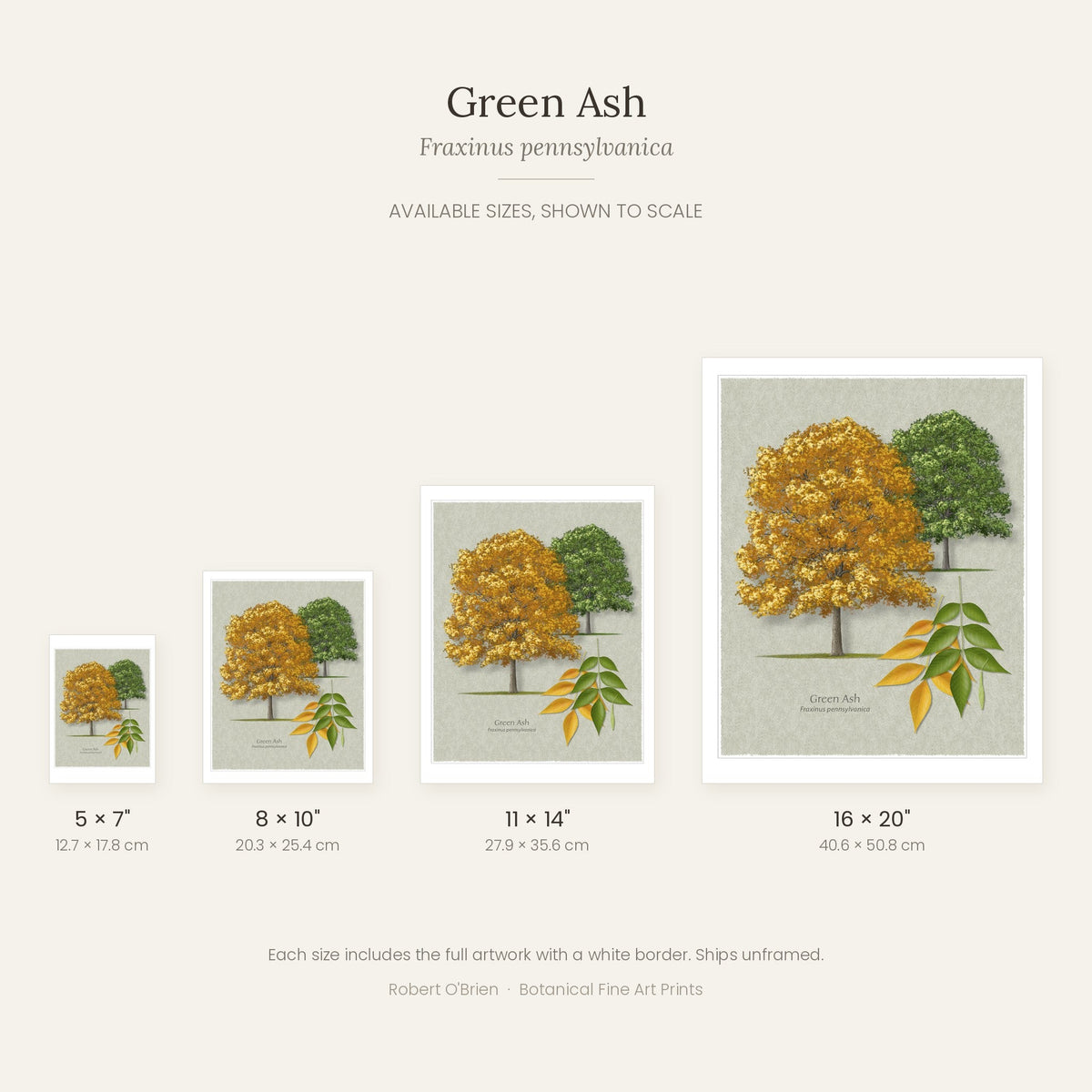 Green Ash print in 5x7, 8x10, 11x14 and 16x20 inch sizes, shown to scale