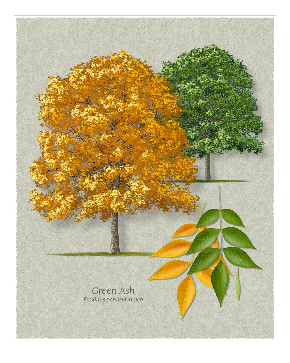 Green Ash botanical illustration by Robert O'Brien