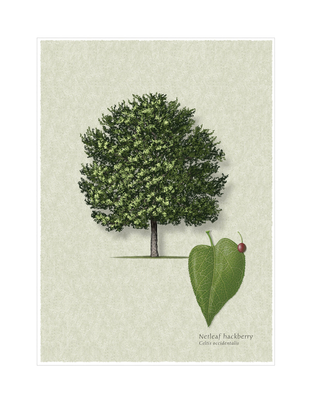 Netleaf Hackberry botanical illustration by Robert O'Brien