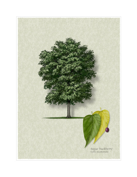 Sugar Hackberry botanical illustration by Robert O'Brien