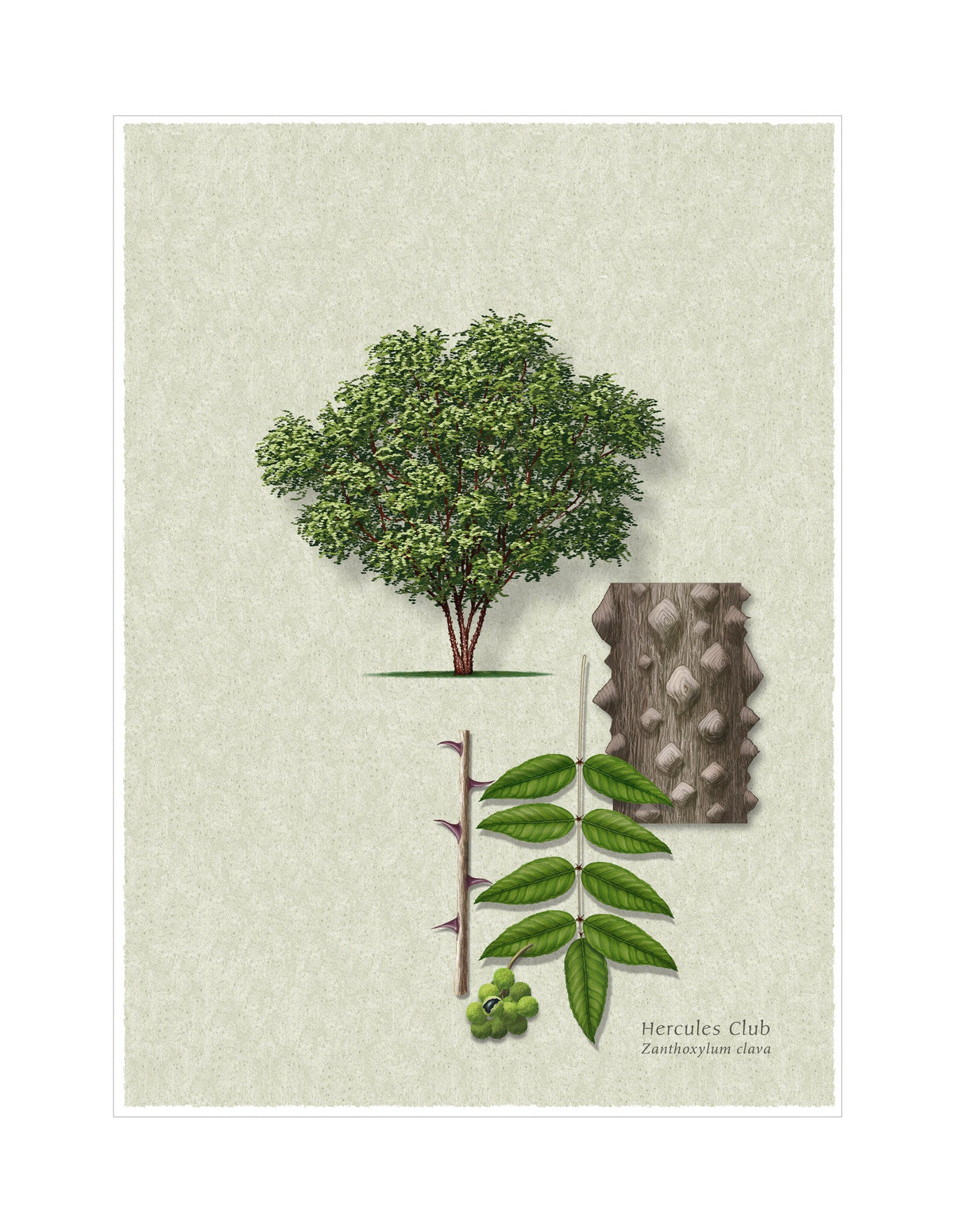 Hercules' Club botanical illustration by Robert O'Brien