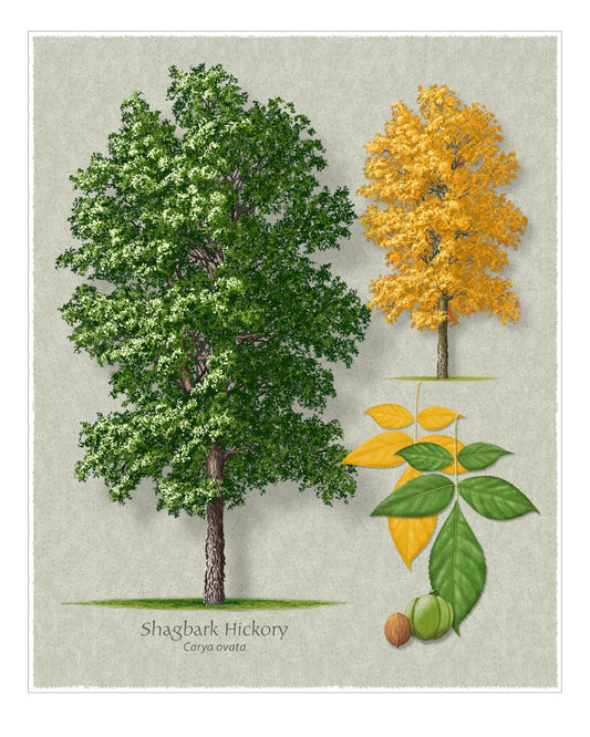 Shagbark Hickory botanical illustration by Robert O'Brien