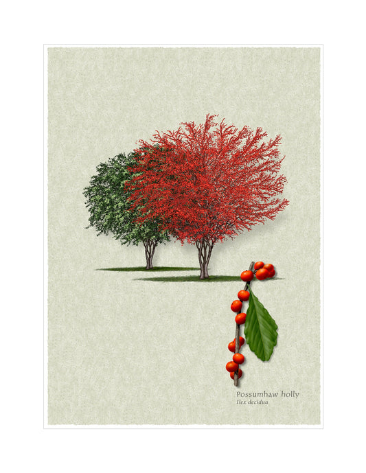 Possumhaw Holly botanical illustration by Robert O'Brien