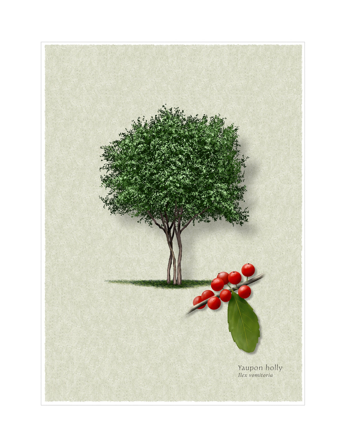 Yaupon Holly botanical illustration by Robert O'Brien