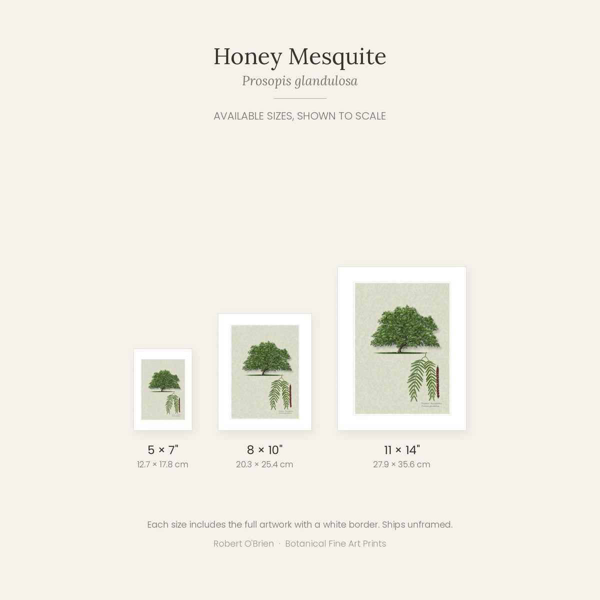 Honey Mesquite print in 5x7, 8x10 and 11x14 inch sizes, shown to scale