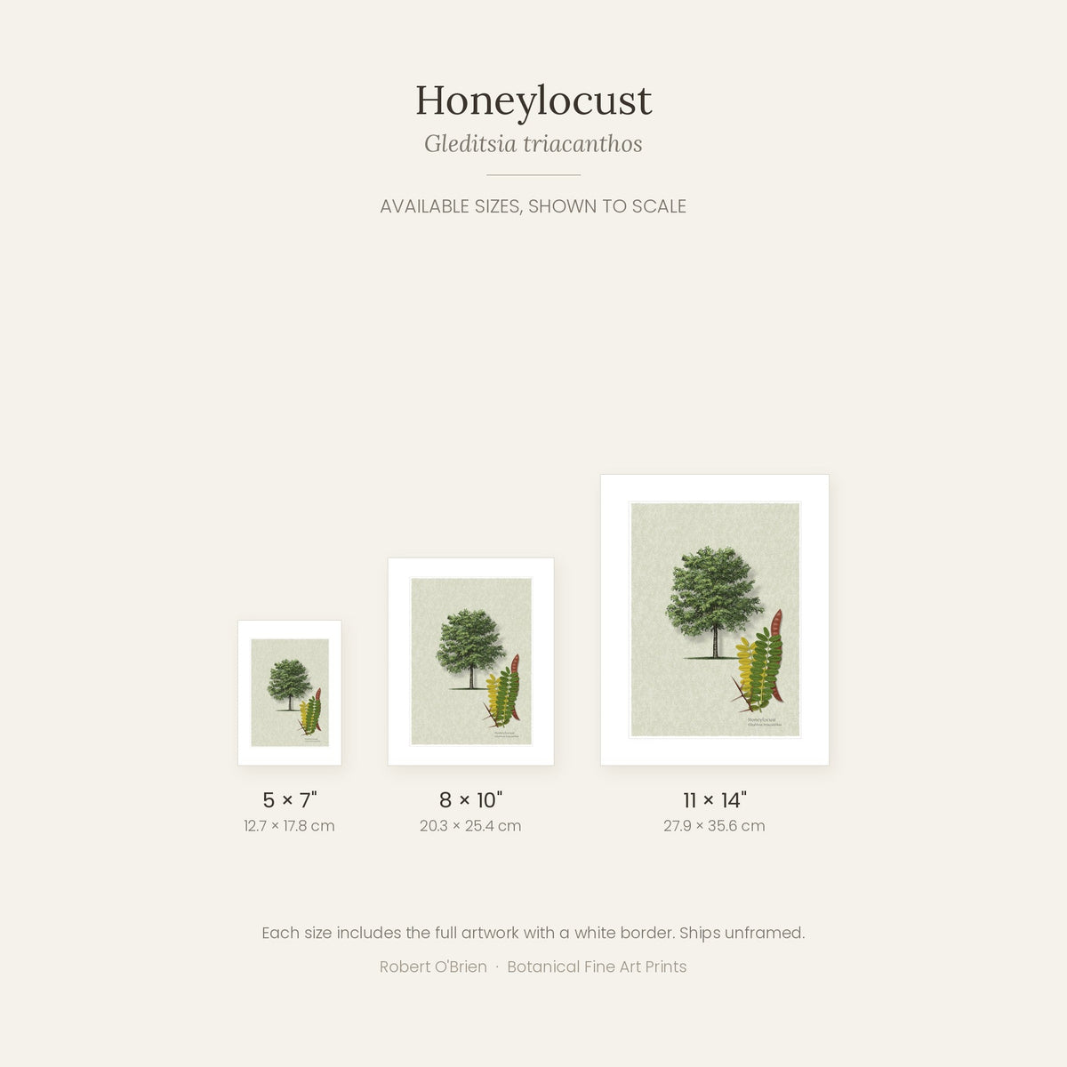 Honeylocust print in 5x7, 8x10 and 11x14 inch sizes, shown to scale