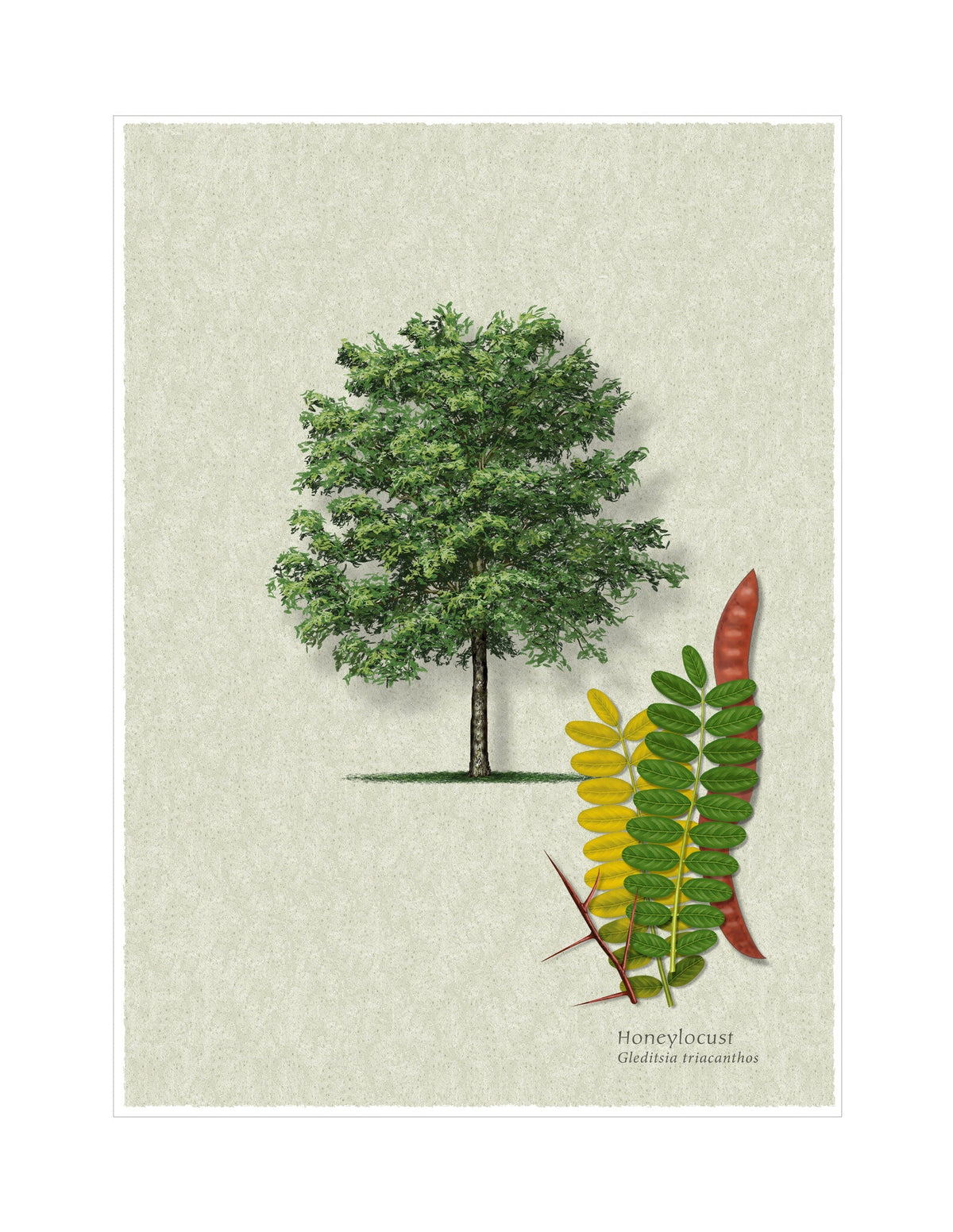 Honeylocust botanical illustration by Robert O'Brien