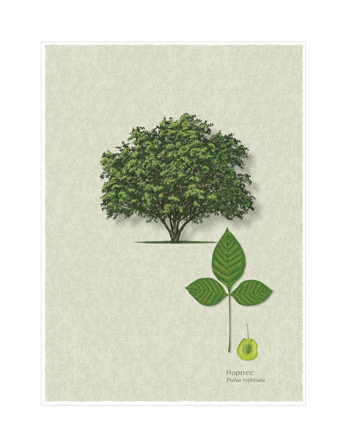 Hoptree botanical illustration by Robert O'Brien