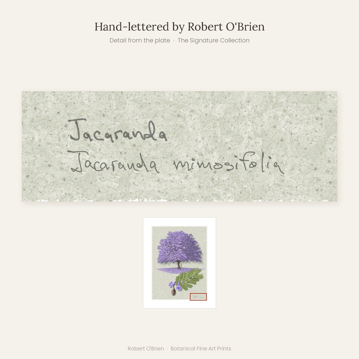 Close-up of Robert O'Brien's hand-lettering on the Jacaranda plate